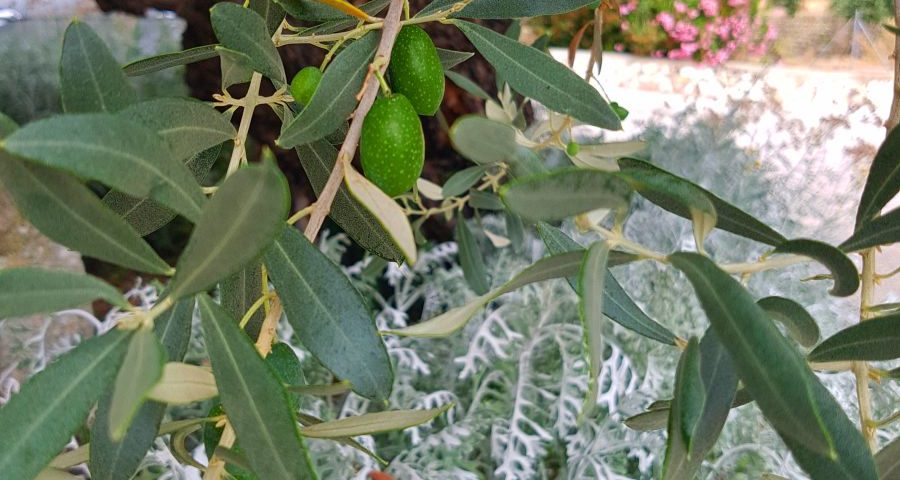 Our olive trees - 20170721 121129 - Hotel Rural Monnaber Nou Mallorca