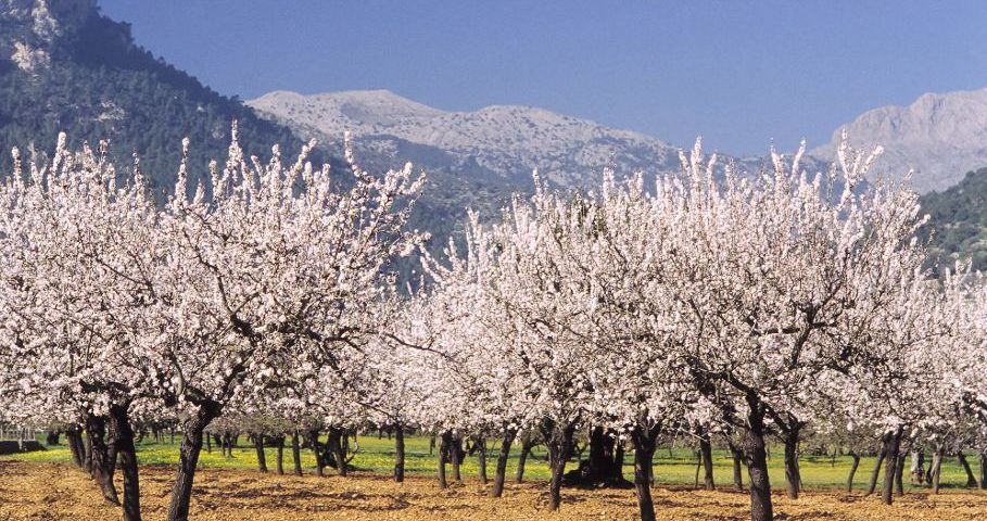 Almond blossom - 8343e7506f92179257e6289904d8e134 - Hotel Rural Monnaber Nou Mallorca