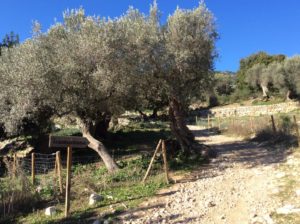 Route Penya d´es Migdia - Migdia003 - Hotel Rural Monnaber Nou Mallorca
